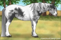 Horse Color:White Spotted Black Splash Tobiano Frame Appaloosa