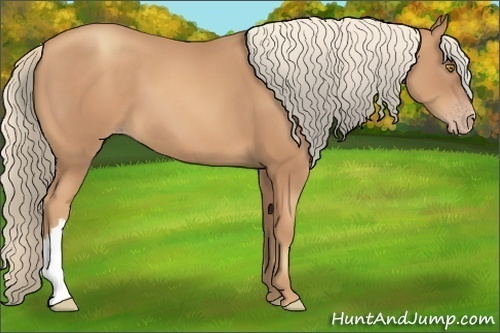 Horse Color:Gold Champagne 
