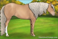 Horse Color:Gold Champagne 