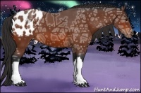 Horse Color:Bay Ice Appaloosa 