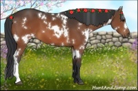 Horse Color:White Spotted Brown