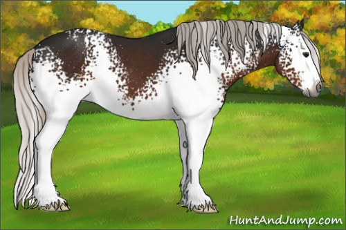 Horse Color:Gray White Spotted Silver Brown Splash 