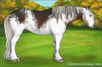 Horse Color:Gray White Spotted Silver Brown Splash 