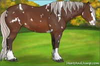 Horse Color:White Spotted Silver Brown Splash