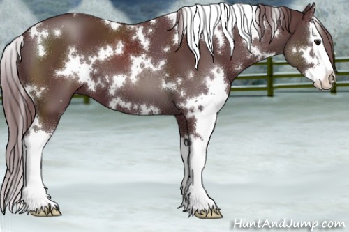 Horse Color:White Spotted Chocolate Black Splash 