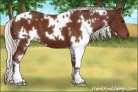 Horse Color:White Spotted Chocolate Silver Brown