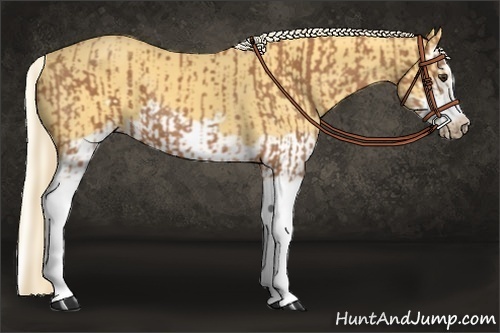 Horse Color:Chestnut Splash Frame and Palomino Splash Frame