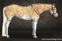 Horse Color:Chestnut Splash Frame and Palomino Splash Frame