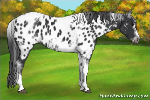 Horse Color:White Spotted Black Splash Tobiano Frame Appaloosa 