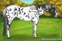 Horse Color:White Spotted Black Splash Tobiano Frame Appaloosa 