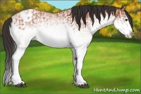 Horse Color:White Spotted Bay Splash  and White Spotted Bay Splash Appaloosa 
