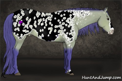 Horse Color:Watercolor Bay Frame Appaloosa 