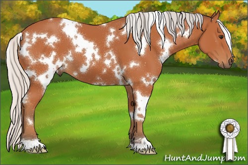 Horse Color:White Spotted Silver Bay 