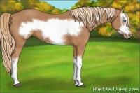 Horse Color:Chestnut Splash Frame