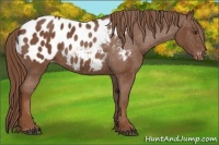 Horse Color:Chestnut Appaloosa