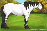 Horse Color:Bay Roan Appaloosa 
