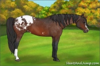 Horse Color:Bay Appaloosa 