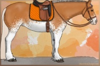 Horse Color:White Spotted Silver Bay 