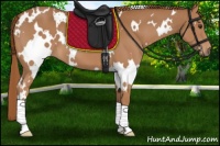 Horse Color:White Spotted Chestnut 
