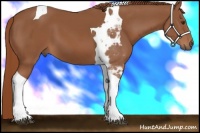 Horse Color:Chestnut Tobiano