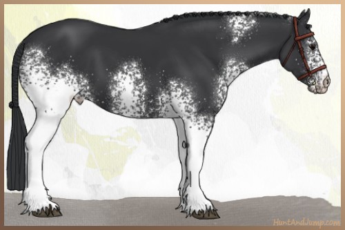 Horse Color:White Spotted Black 