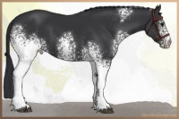Horse Color:White Spotted Black 