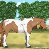 Horse Color:Chestnut Tobiano