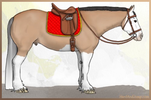Horse Color:Bay Splash 