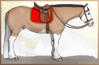 Horse Color:Bay Splash 