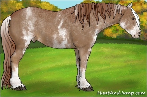 Horse Color:White Spotted Chestnut 