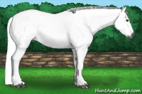 Horse Color:Gray Chestnut 