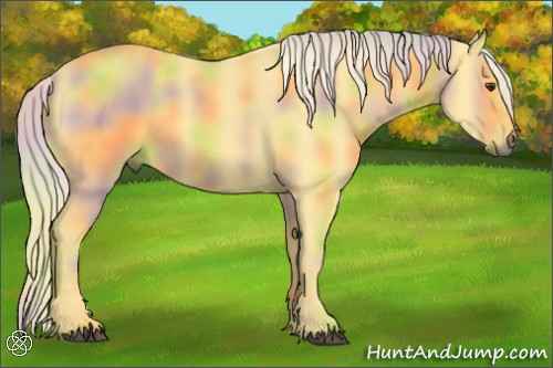 Horse Color:Nacre Palomino 