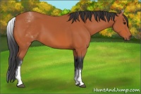 Horse Color:White Spotted Bay 