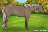 Horse Color:Silver Grullo 