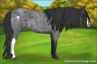 Horse Color:Smoky Blue Roan 