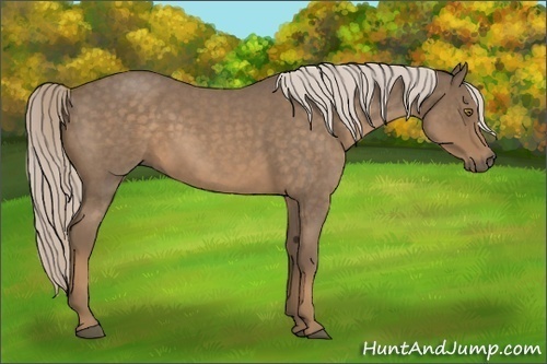Horse Color:Chocolate Palomino Roan 