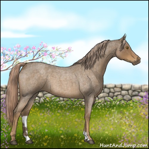 Horse Color:Chocolate Palomino Roan