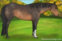 Horse Color:Buckskin 
