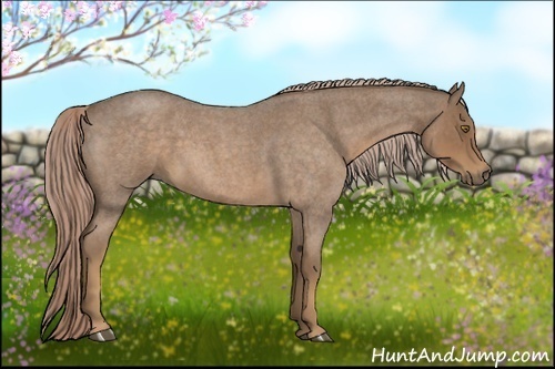 Horse Color:Chocolate Palomino Roan 