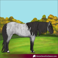 Horse Color:Smoky Blue Roan 