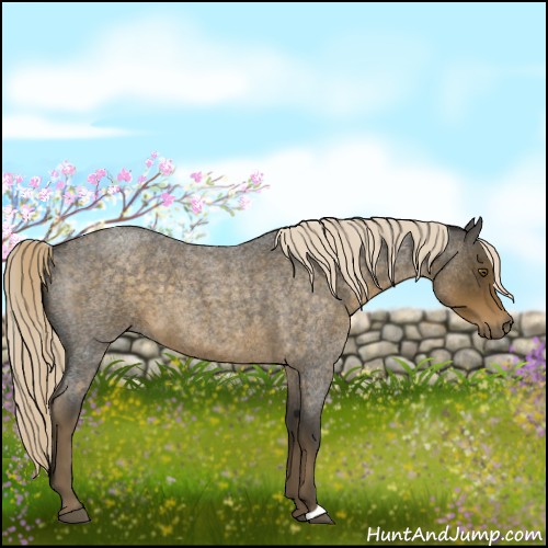 Horse Color:Chocolate Palomino Roan 