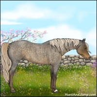 Horse Color:Chocolate Palomino Roan