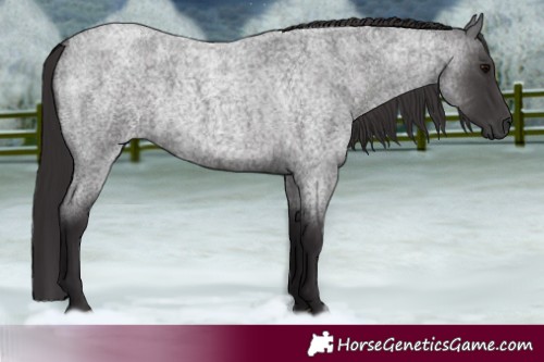 Horse Color:Smoky Blue Roan 