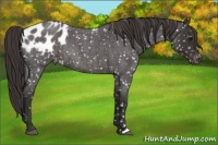 Horse Color:Smoky Blue Roan Appaloosa Rabicano 
