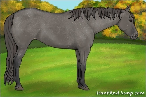 Horse Color:Unknown 