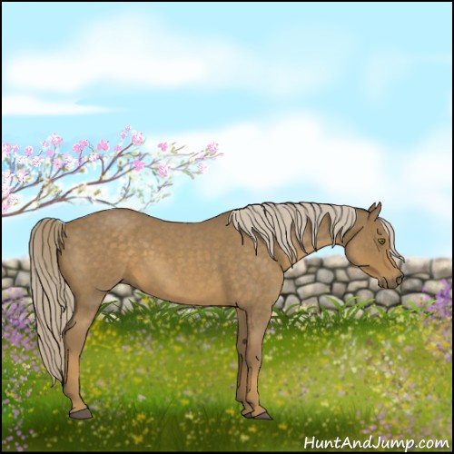 Horse Color:Chocolate Palomino Roan 