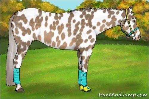 Horse Color:Chocolate Palomino Appaloosa