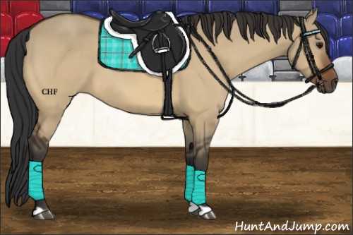 Horse Color:Bay Dun 