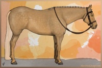 Horse Color:Palomino Roan 
