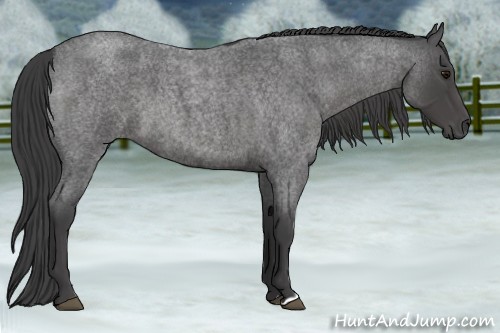 Horse Color:Smoky Blue Roan 